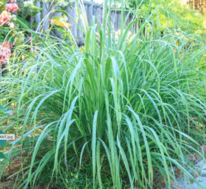 Fresh,Lemongrass,On,Wooden,Texture,In,Cooking,Concept,And,Herbal