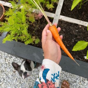 growing carrots in a square foot garden