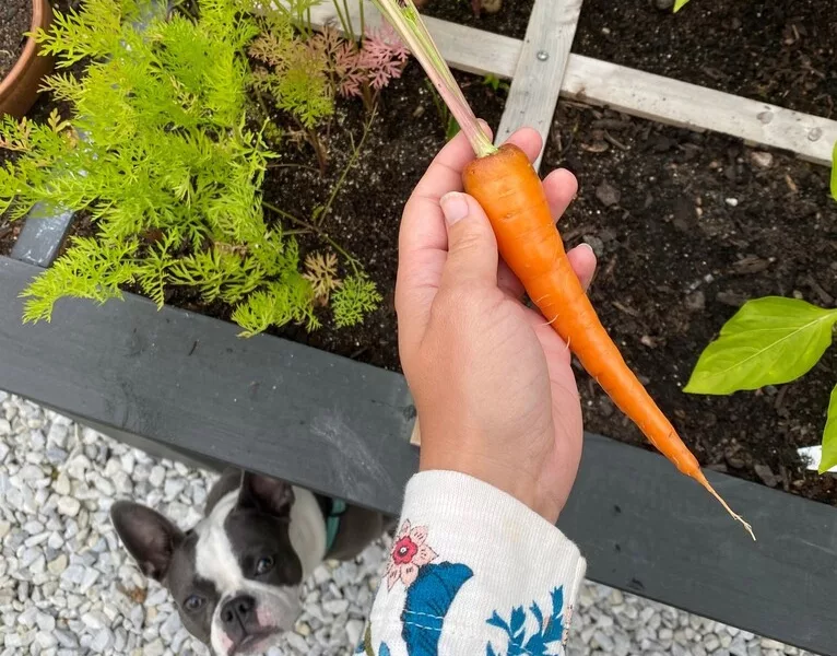 growing carrot in a square foot garden