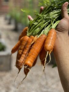 growing carrots in square foot garden