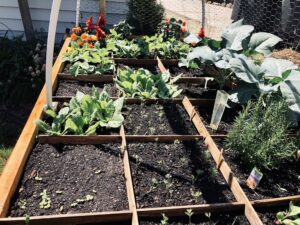 Rotating Crops in Square Foot Garden