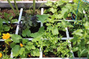 rotating crops in square foot gardening