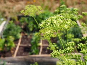 Parsley flowers attract beneficial insects.