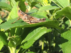 managing grasshoppers in the garden