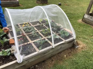 A mesh crop cage helps protect plants from chewing insects like grasshoppers.