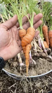 deformed carrots