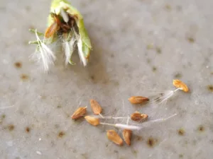 Close up of tiny lettuce seeds.