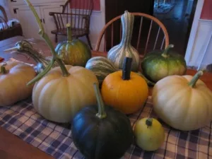 winter squash on the table