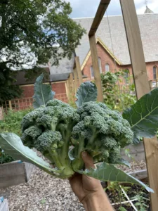 Broccoli grown in a Square Foot Garden.