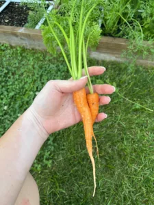 Freshly harvest carrots from first square foot garden