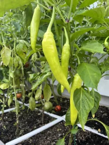 Peppers in a square foot garden