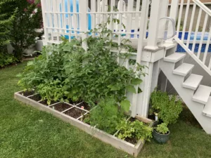 Tomatoes and cucumbers grow vertically on a trellis.