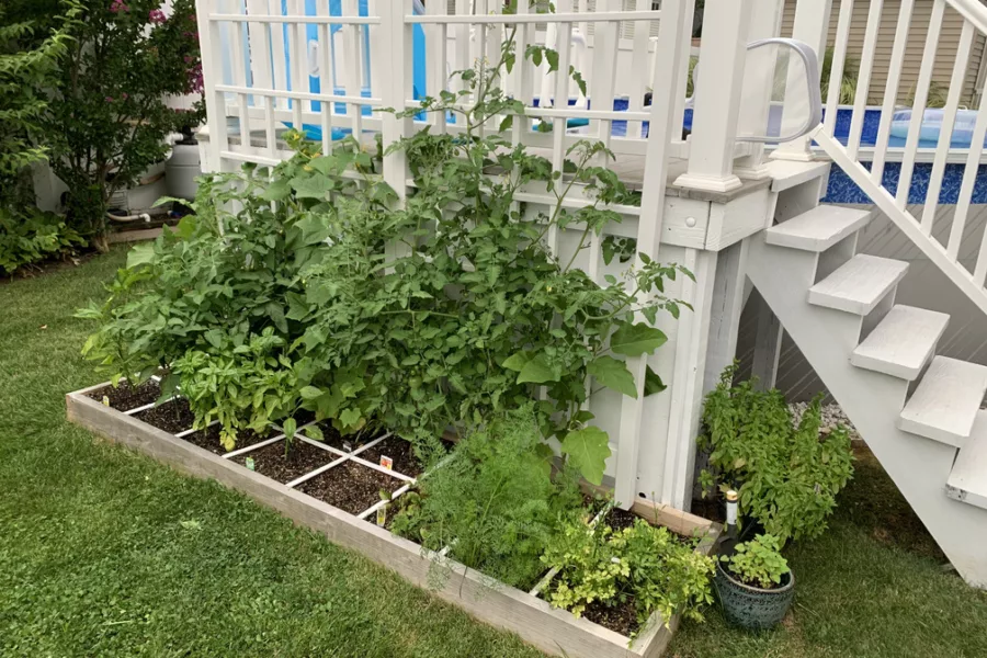 Tomatoes and cucumbers grow vertically on a trellis.