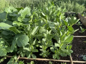 fava beans square foot spacing