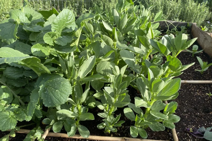 fava beans in square foot garden