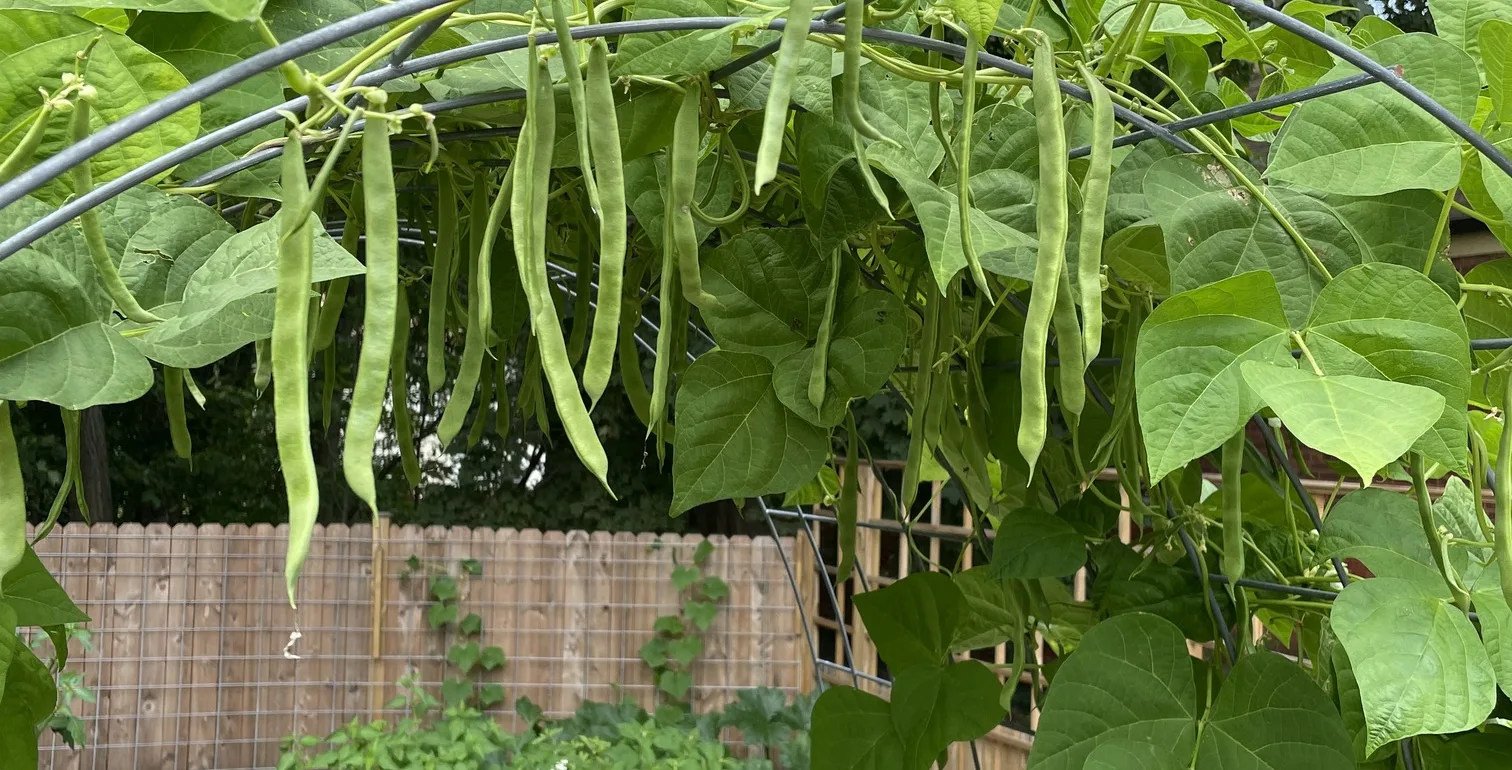 beans on trellis in square foot garden