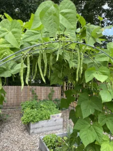 beans on trellis in square foot garden
