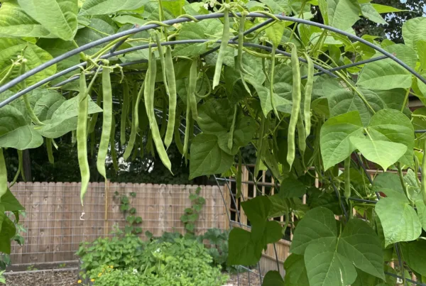 beans on trellis in square foot garden