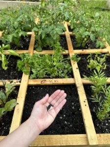planting seeds in a square foot garden