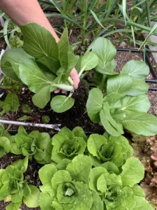 Bok choy is planted four per grid section.