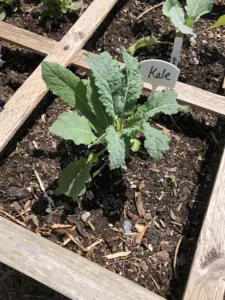 kale in a square foot garden
