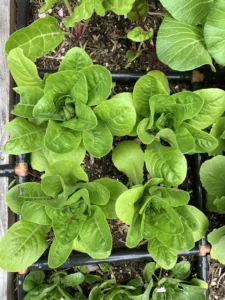 Lettuce growing in Mel’s Mix.
