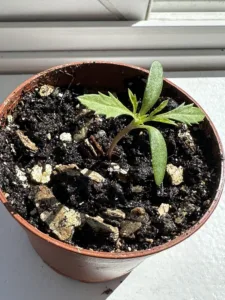 Seedling in a pot on a windowsill