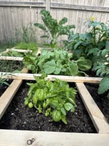 basil in a square foot garden