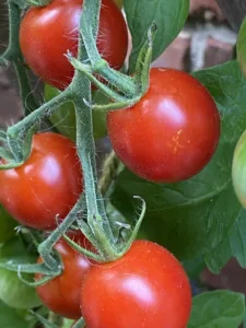 delicious tomatoes on vine