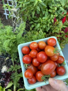 delicious tomato harvest from square foot garden