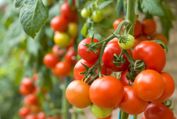 red tomato cluster