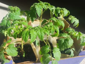 Homegrown tomato seedlings 