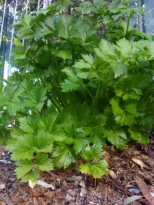 Celery plant prior to blooming. Photo by John Tann, via Wikimedia CC BY 2.0.