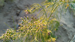 Cumin plant with unripe fruits. 