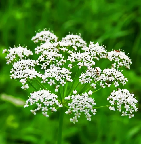 Anise spices