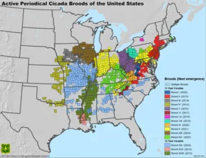 USDA Forest Service Brood Map