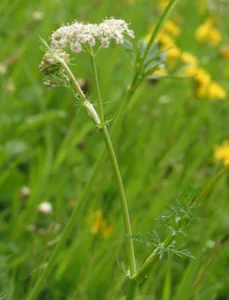 Caraway plant in flower. 