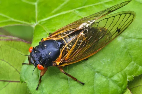 Cicada-Geddon