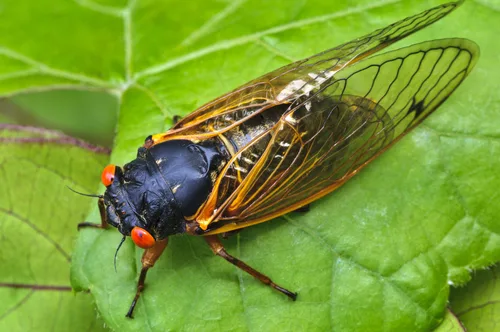 10 Facts About Cicada & How To Protect Your Square Foot Garden - Square 