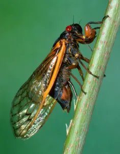 cicada egg laying