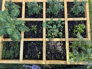 Succession Planting in a Square Foot Garden