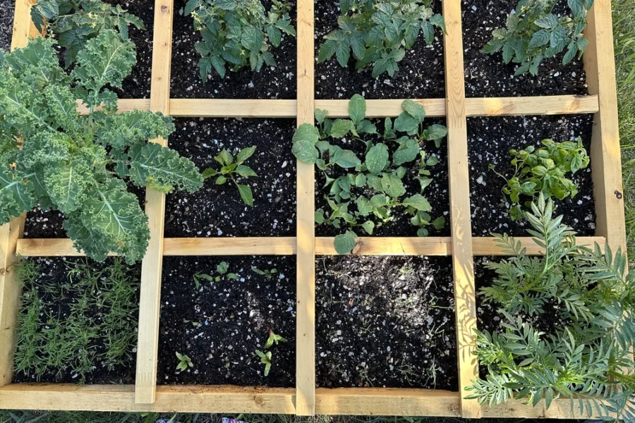 Succession Planting in a Square Foot Garden