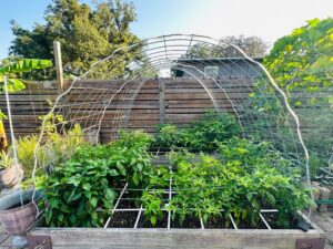 square foot gardening in florida with trellis