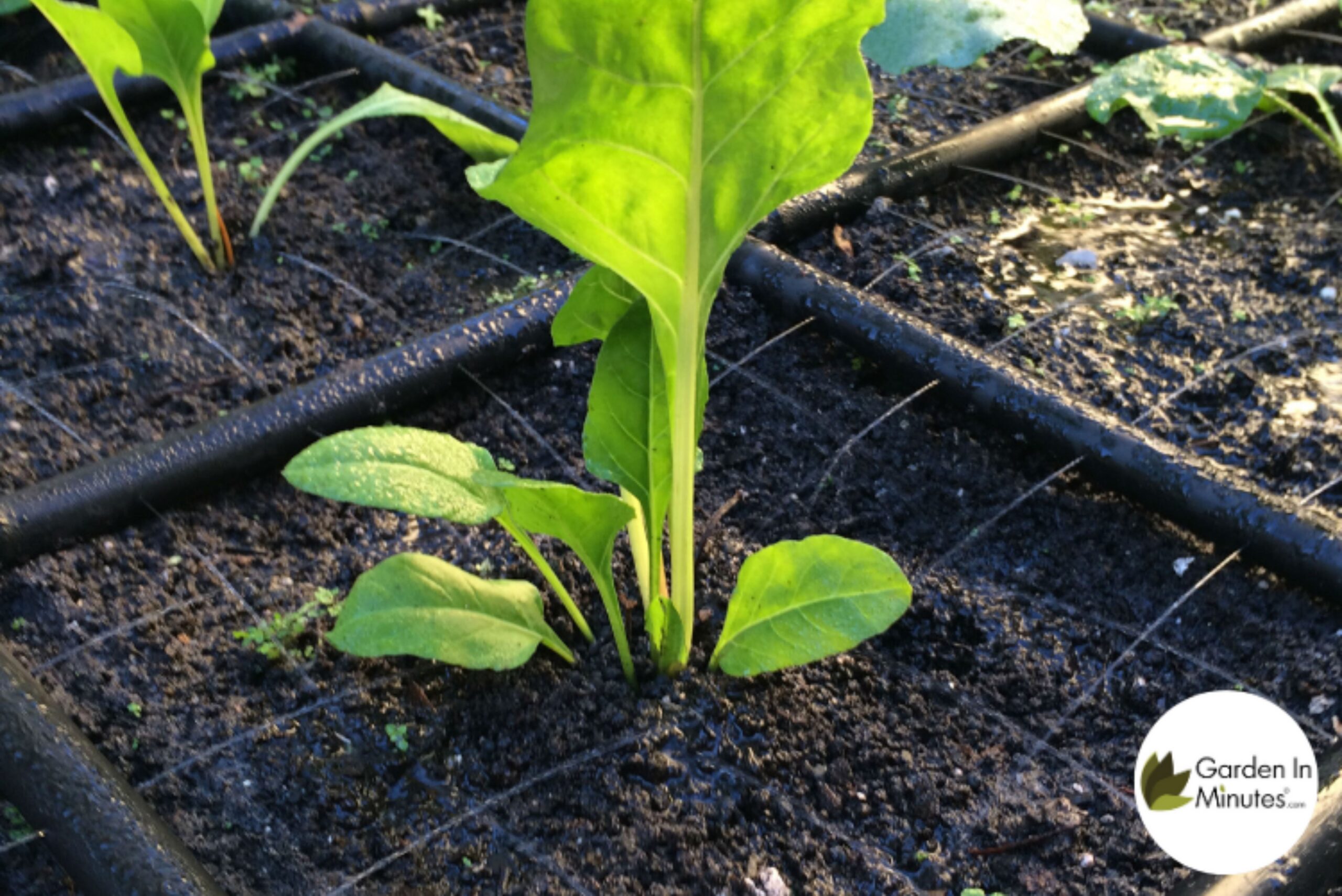 Square Foot Gardening Watering Grid