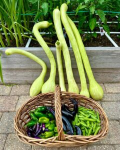 peppers_and_squash_from square foot gardening in florida