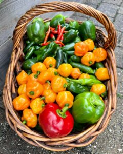 peppers in a basket from square foot gardening in florida