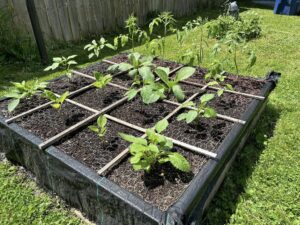 plants in a square foot garden protected with a chicken wire