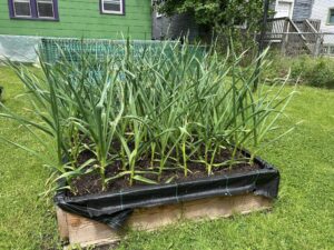 planted garlic in a square foot garden