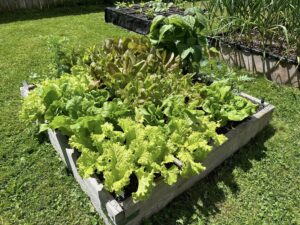 lettuce growing in a square foot garden