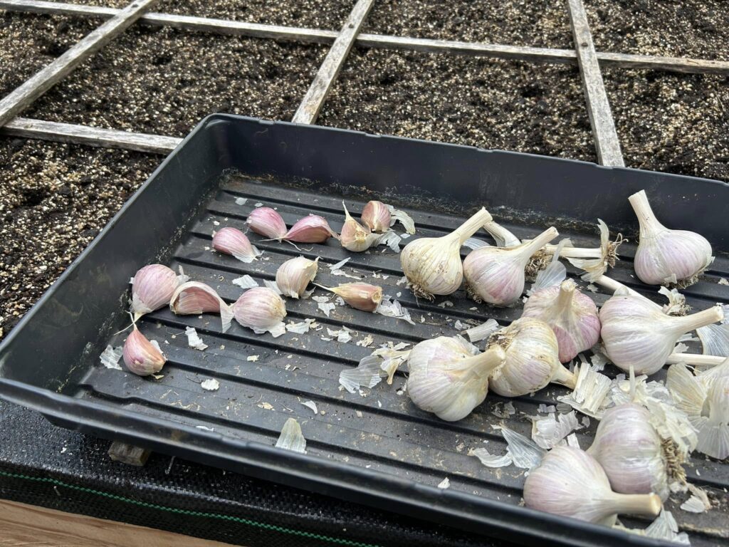 planting_garlic